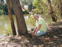 Highlight for Album: March 2007 Regeneration Day Murrumbidgee River near Railway viaduct