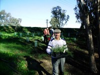 Highlight for Album: May 2007 Bush Regeneration Day